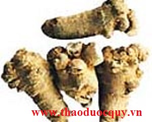 Cách dùng Tam thất  bắc trị sốt xuất huyết