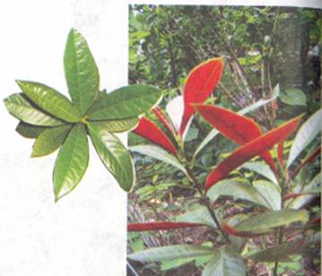 Đơn Lá Đỏ