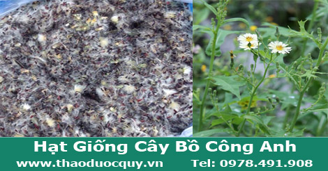 Hạt Giống Cây Bồ công anh
