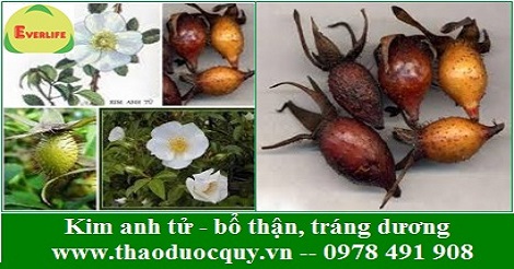 Kim anh tử - Bổ thận