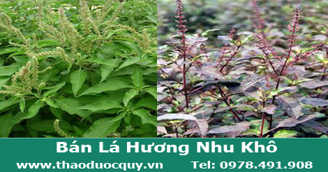 Hương nhu