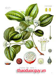 Mã Tiền