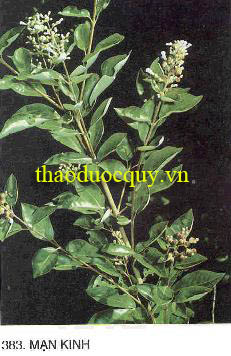 Mạn Kinh Tử