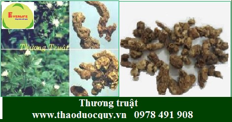 Thương truật