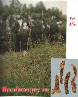Tri Mẫu