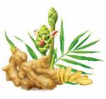 Một số bài thuốc từ gừng rất tốt, bạn nên thử