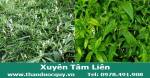 Xuyên tâm liên – Vị thuốc tiềm năng trong phòng chống COVID-19