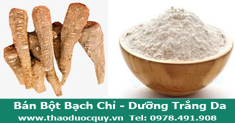 bột bạch chỉ nguy&ecirc;n chất