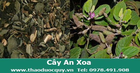 Cây An Xoa
