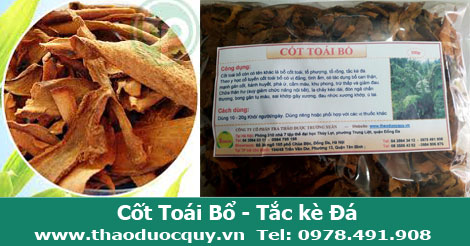 cốt toái bổ, bổ thận, mạnh gân xương