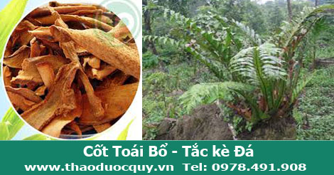 Cốt Toái Bổ hay còn gọi là tắc kè đá